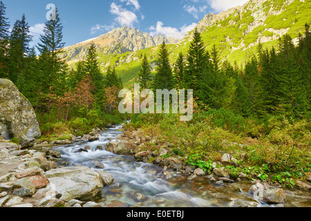Le ruisseau Roztoka Roztoka dans la vallée. Parc National des Tatras. Les Hautes Tatras, massif des Carpates. Réserve naturelle. Banque D'Images