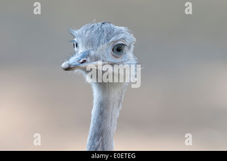 Grand nandou (Rhea americana), Nandu Banque D'Images