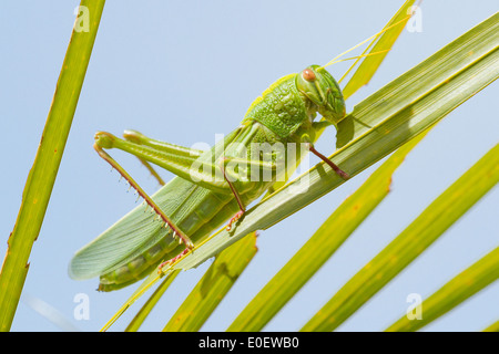 Grande sauterelle de cote, mange de l'herbe Banque D'Images