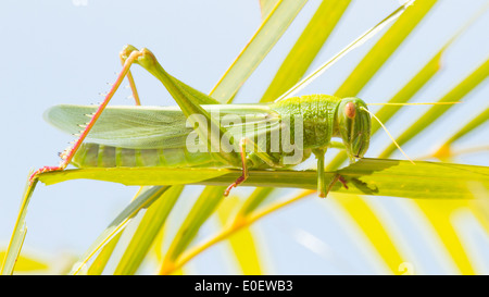 Grande sauterelle de cote, mange de l'herbe Banque D'Images
