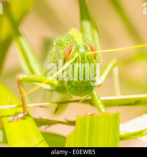 Grande sauterelle à partir de l'avant, mange de l'herbe Banque D'Images