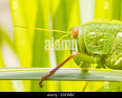 Grande sauterelle de cote, mange de l'herbe Banque D'Images