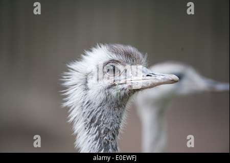 Grand nandou (Rhea americana), Nandu Banque D'Images