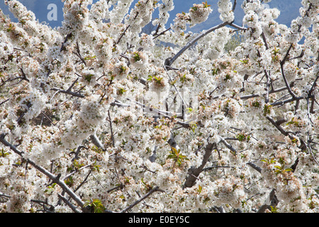 Des fleurs dans la Vallée de Jerte Banque D'Images