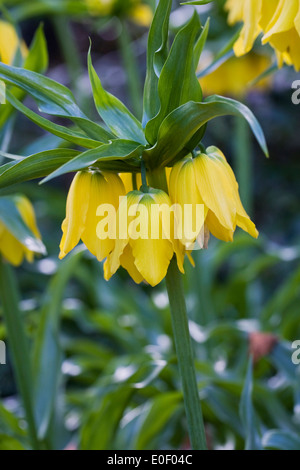 Fritillaria Imperialis 'Lutea' Fleur Banque D'Images