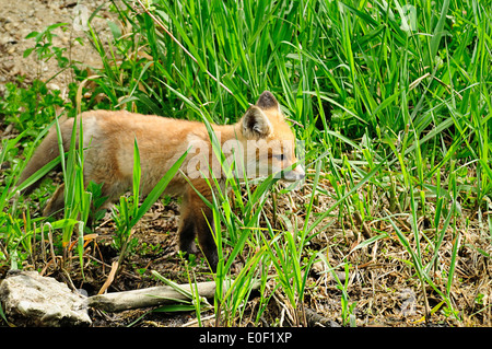 Red Fox kit (bébé) marcher le long bord de l'eau. (Vulpes vulpes) Banque D'Images