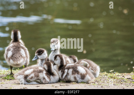 Egyptian goose Alopochen aegyptiaca, oisons, snuggle ensemble à Isabella Plantation, Richmond Park, London, UK Banque D'Images