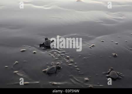 Bébé trois tortues de mer dans le sable, faire leur chemin à l'océan. Banque D'Images