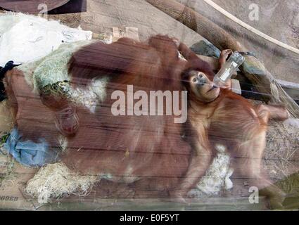 Toronto, Canada. Le 11 mai, 2014. L'orang-outan de Sumatra Jingga(R) s'allonge sur son dos alors qu'elle joue au Zoo de Toronto à Toronto, Canada, le 11 mai 2014. Zoo de Toronto a tenu l'état sauvage sur les mères le dimanche pour célébrer la Fête des mères qui tombe le 11 mai cette année. © Zou Zheng/Xinhua/Alamy Live News Banque D'Images