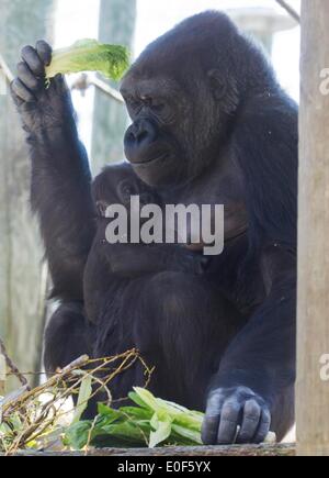 Toronto, Canada. Le 11 mai, 2014. Gorille des plaines de l'Ouest féminin Nneka est assis avec sa mère à Ngozi le Zoo de Toronto à Toronto, Canada, le 11 mai 2014. Zoo de Toronto a tenu l'état sauvage sur les mères le dimanche pour célébrer la Fête des mères qui tombe le 11 mai cette année. © Zou Zheng/Xinhua/Alamy Live News Banque D'Images