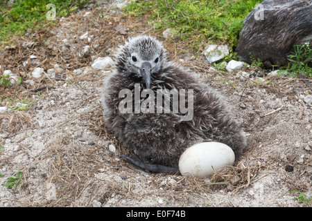 Albatros de Laysan (Phoebastria immutabilis) poussin dans le nid avec des oeufs non éclos Banque D'Images