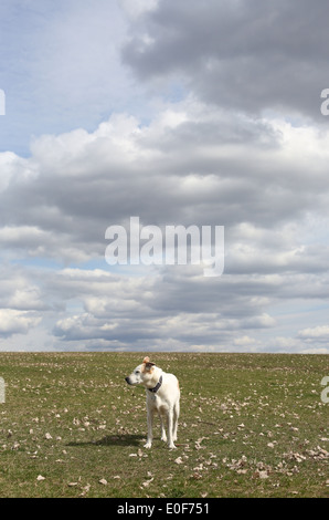 Un chien blanc debout sur une colline herbeuse. Banque D'Images