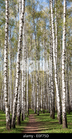 Chemin dans la forêt de bouleaux soirée ensoleillée avec premier printemps verts Banque D'Images