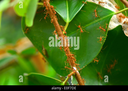 Nid de fourmis rouges sur l'arbre Banque D'Images