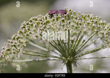 Deux bogues bouclier à rayures (graphosoma lineatum) sur laserwort (laserpitium siler) Banque D'Images