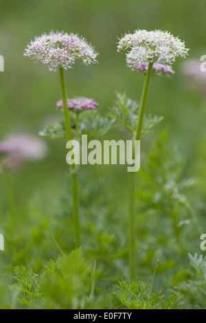 Livèche alpin, le ligusticum mutellina Banque D'Images