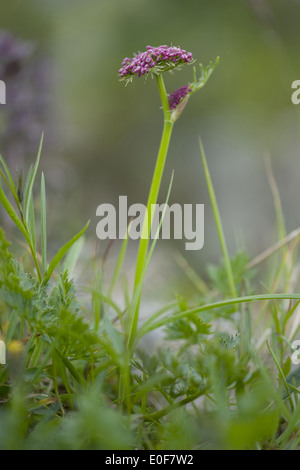 Livèche alpin, le ligusticum mutellina Banque D'Images