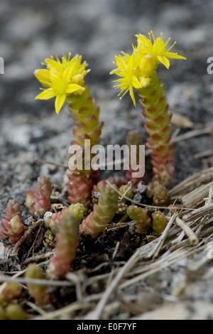 Goldmoss stonecrop, Sedum acre Banque D'Images