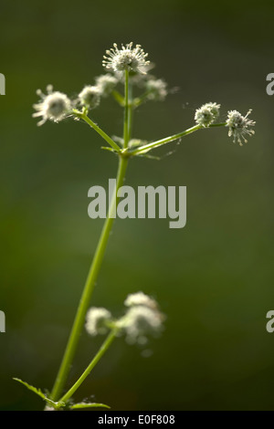 Sanicle Sanicula europaea, bois Banque D'Images