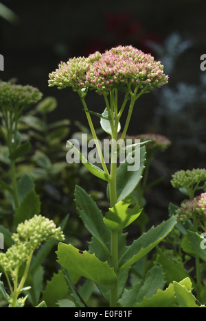 Orpine, sedum maximum Banque D'Images