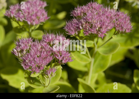 Stowy orpin, Sedum spectabile brilliant Banque D'Images