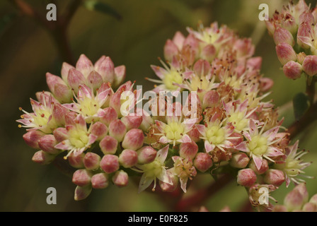 Orpine, Sedum telephium ssp. telephium Banque D'Images