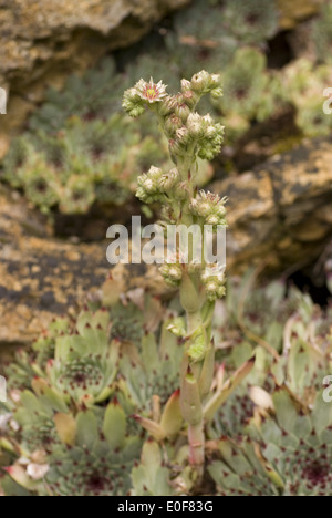 Houseleek sempervivum calcareum, Banque D'Images