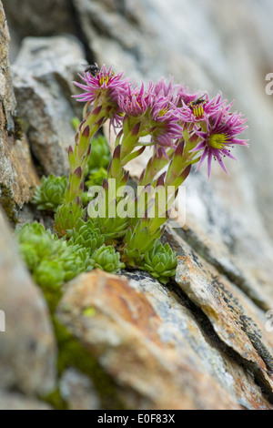 Houseleek sempervivum montanum, montagne Banque D'Images