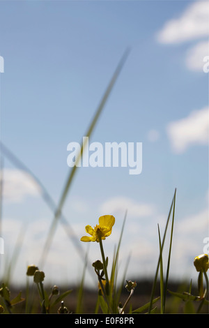 Prairie en fleurs renoncules au printemps en Finlande avec un fond de ciel bleu Banque D'Images