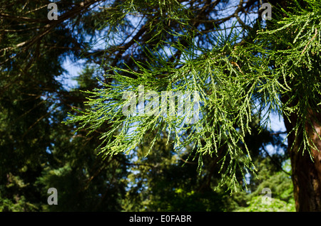 Branches de l'arbre Séquoia géant Sequoiadendron gigantean, dans l'État de Washington, États-Unis d'Amérique Banque D'Images