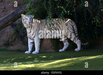 Tigre du Bengale (Panthera tigris tigris) à Loro Parque Tenerife Zoo Banque D'Images