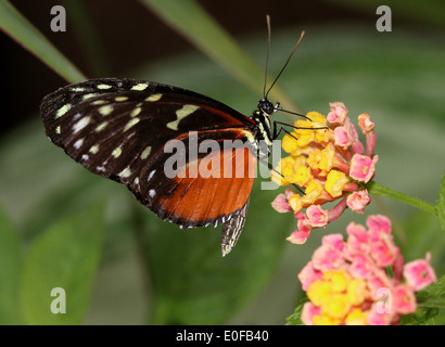 Tiger Longwing, Hecale Longwing ou Golden Longwing (papillon Heliconius Hecale) se nourrissant sur une fleur tropicale Banque D'Images