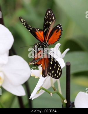 Tiger Longwing, Hecale Longwing ou Golden Longwing (papillon Heliconius Hecale) se nourrissant sur une fleur tropicale Banque D'Images