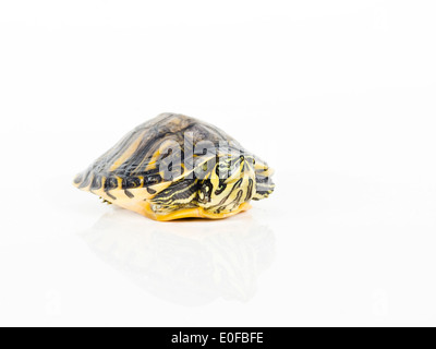 Animal tortues sur fond blanc Banque D'Images