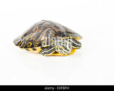 Animal tortues sur fond blanc Banque D'Images