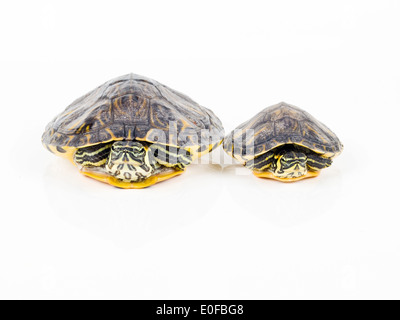 Animal tortues sur fond blanc Banque D'Images