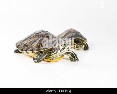 Animal tortues sur fond blanc Banque D'Images