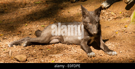 Un jeune loup dans un zoo allemand Banque D'Images