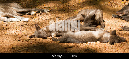 Un groupe de jeunes loups dans un zoo allemand Banque D'Images