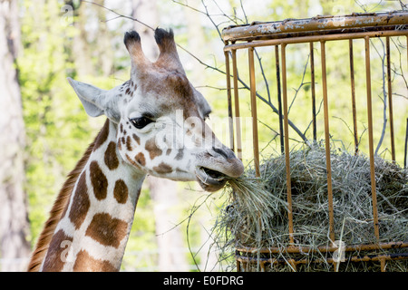 Les jeunes Rothschild Girafe (Giraffa camelopardalis rothschildi) mange le foin séché. Banque D'Images