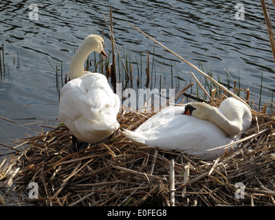 Cygnes nicheurs en High Park. Banque D'Images