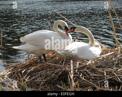 Cygnes nicheurs en High Park. Banque D'Images