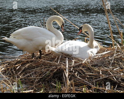 Cygnes nicheurs en High Park. Banque D'Images