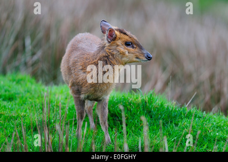 Muntiacus reevesi cerf muntjac animal sauvage faune mammifères artiodactyles cervidés Banque D'Images