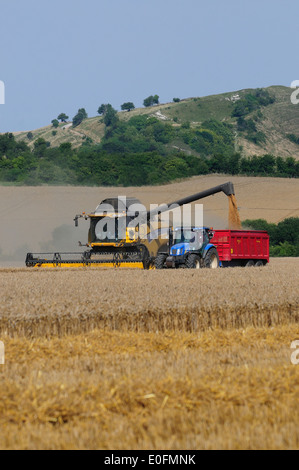 Moissonneuse-batteuse au travail, Wiltshire, Royaume-Uni Août 2013 Banque D'Images