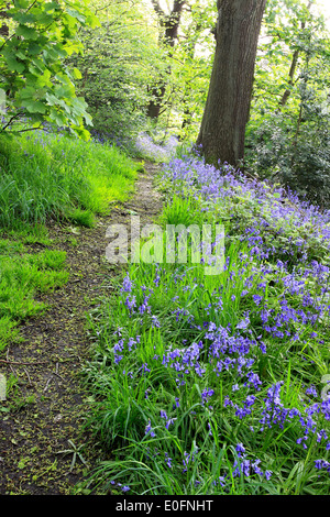 Le printemps, et un chemin serpente à travers l'ancien ressort à bois bluebell Wood en Shipley, West Yorkshire, Angleterre Banque D'Images