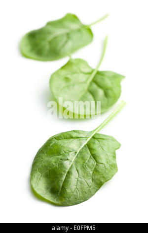 Les feuilles d'épinards vert sur fond blanc Banque D'Images