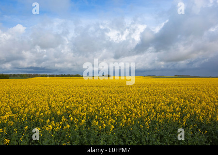 Champs de colza fleuri doré au printemps sur les Yorkshire Wolds en Angleterre sous un ciel d'orage bleu Banque D'Images