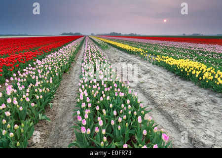 Coucher de soleil sur champ de tulipes colorées, Holland Banque D'Images