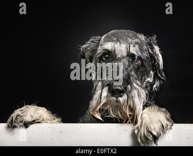 Portrait de chien chien de race Schnauzer au cours de douche dans la baignoire. Banque D'Images